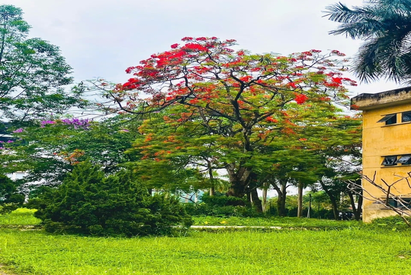 Thông báo về việc bảo vệ luận án Tiến sĩ cấp Cơ sở của nghiên cứu sinh Trần Lê Thăng Đồng