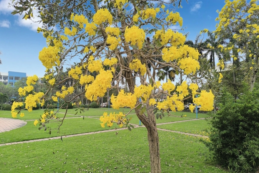 Danh sách xét chuẩn đầu vào tiếng Anh cho sinh viên học Chương trình tiên tiến Khoa Quốc tế