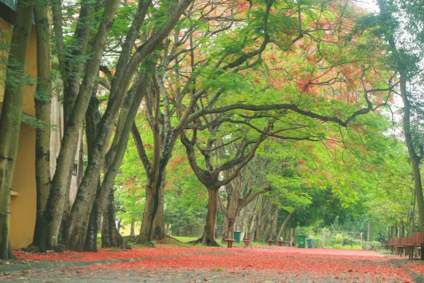 Danh sách xét chuẩn đầu ra ngoại ngữ  Tốt nghiệp đợt 1 năm học 2025-2026 (tính đến ngày 19/9/2025)