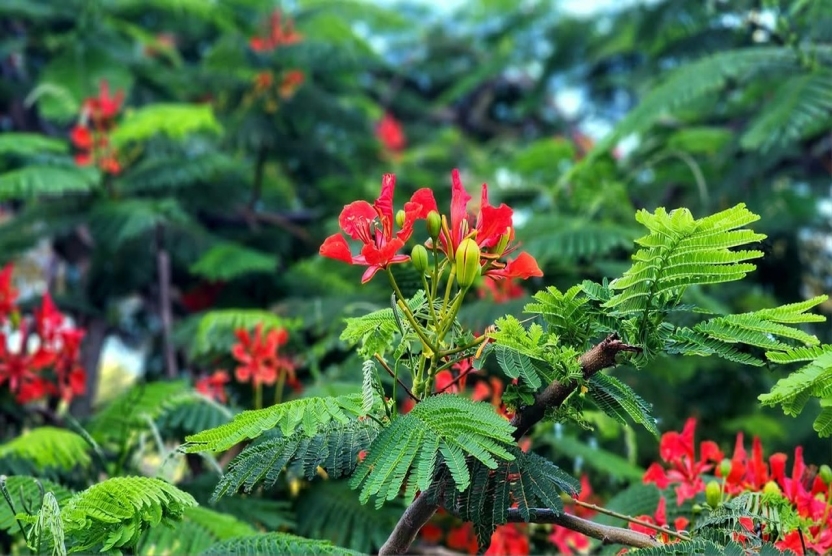 Trang thông tin luận án của nghiên cứu sinh Nguyễn Thanh Tùng