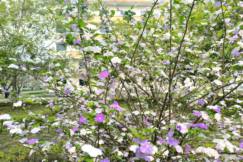 Danh sách sinh viên xét chuẩn đầu ra ngoại ngữ, thưởng điểm miễn học các học phần tiếng Anh tháng 9/2025